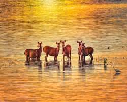 The Brahmaputra River touches the boundary of the park and the overflow of the river causes the flood in the park which resulted major losses of anima